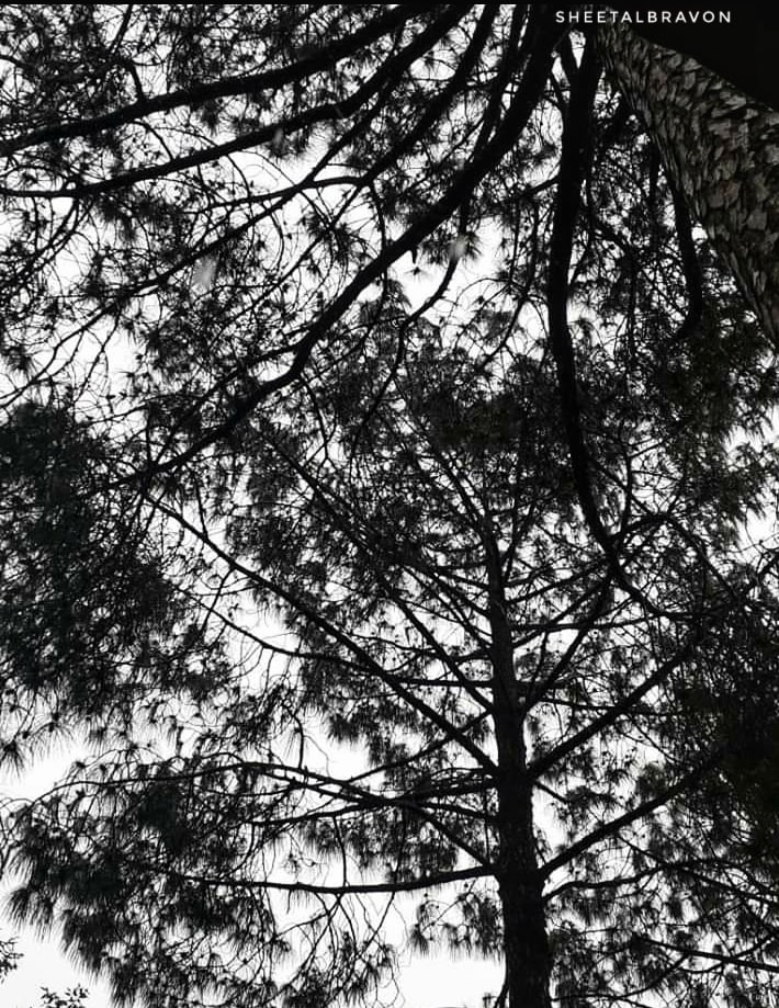 A view of the interlocking pine branches taken from beneath in monochrome 