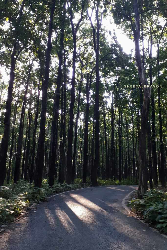 Sunlight streaming theough tall trees witha road turning into the forest floor in Tapovan, Dehradun, Uttarakhand. 