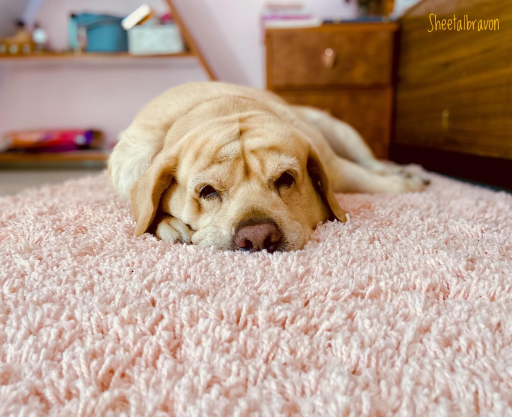 Pet Labrador sleeping on a pink shaggy rug